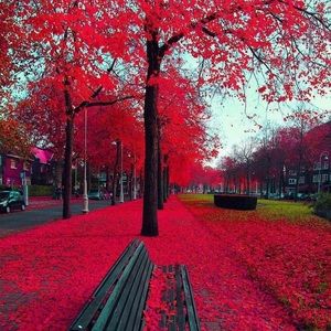 Meet your Posher, Ama